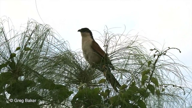 Coppery-tailed Coucal - ML272601881