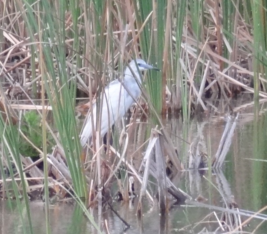 Little Blue Heron - ML27260201
