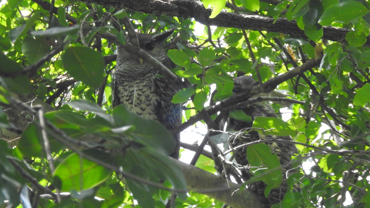 Spot-bellied Eagle-Owl - ML272602011