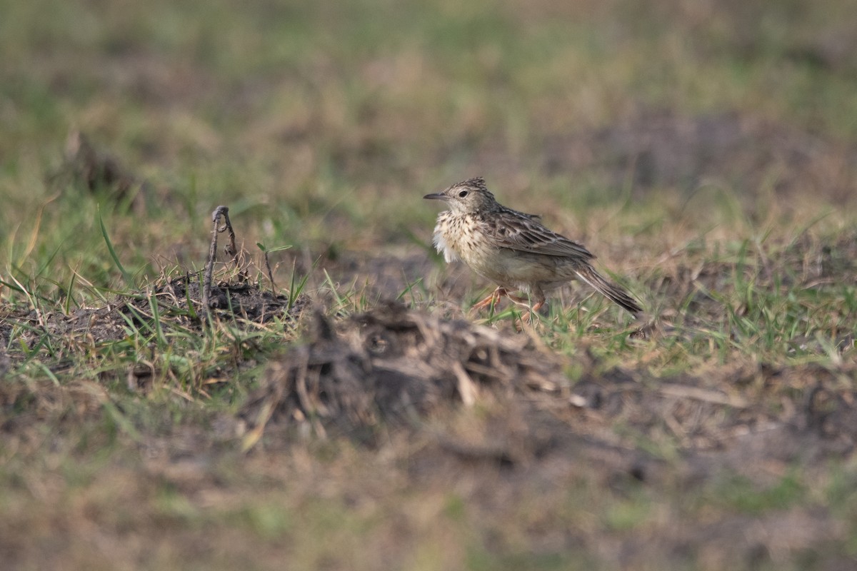 Yellowish Pipit - ML272602331