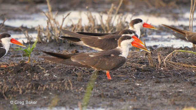 African Skimmer - ML272602711