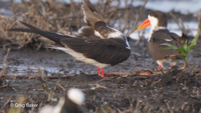 African Skimmer - ML272602721