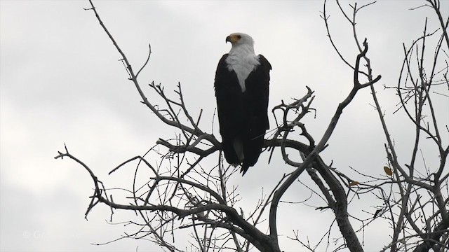 African Fish-Eagle - ML272602851