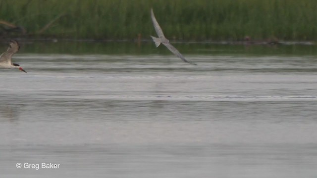 African Skimmer - ML272602861