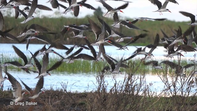 African Skimmer - ML272602881