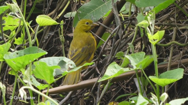 Holub's Golden-Weaver - ML272602911