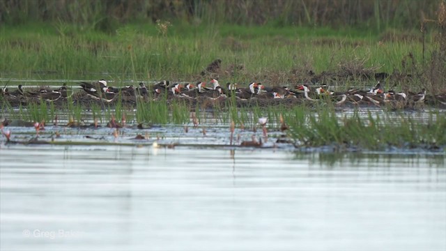 African Skimmer - ML272602981