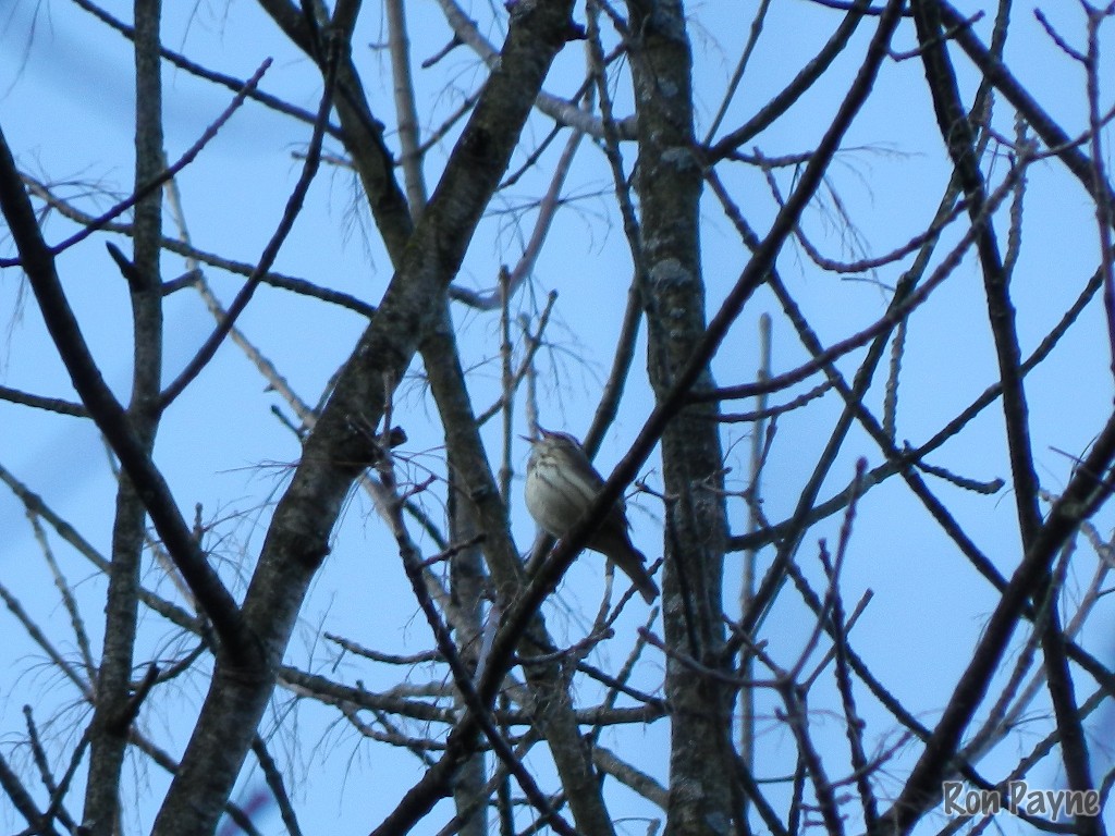 Louisiana Waterthrush - ML27260411