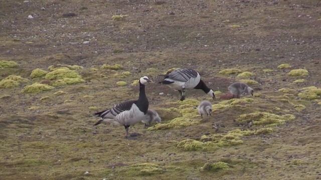 Barnacle Goose - ML272604531