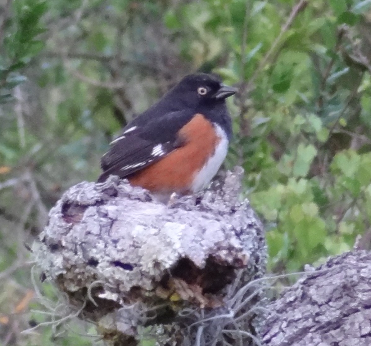 Eastern Towhee - ML27260461