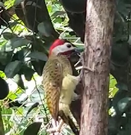 Spot-breasted Woodpecker - alcaravanes  gabo