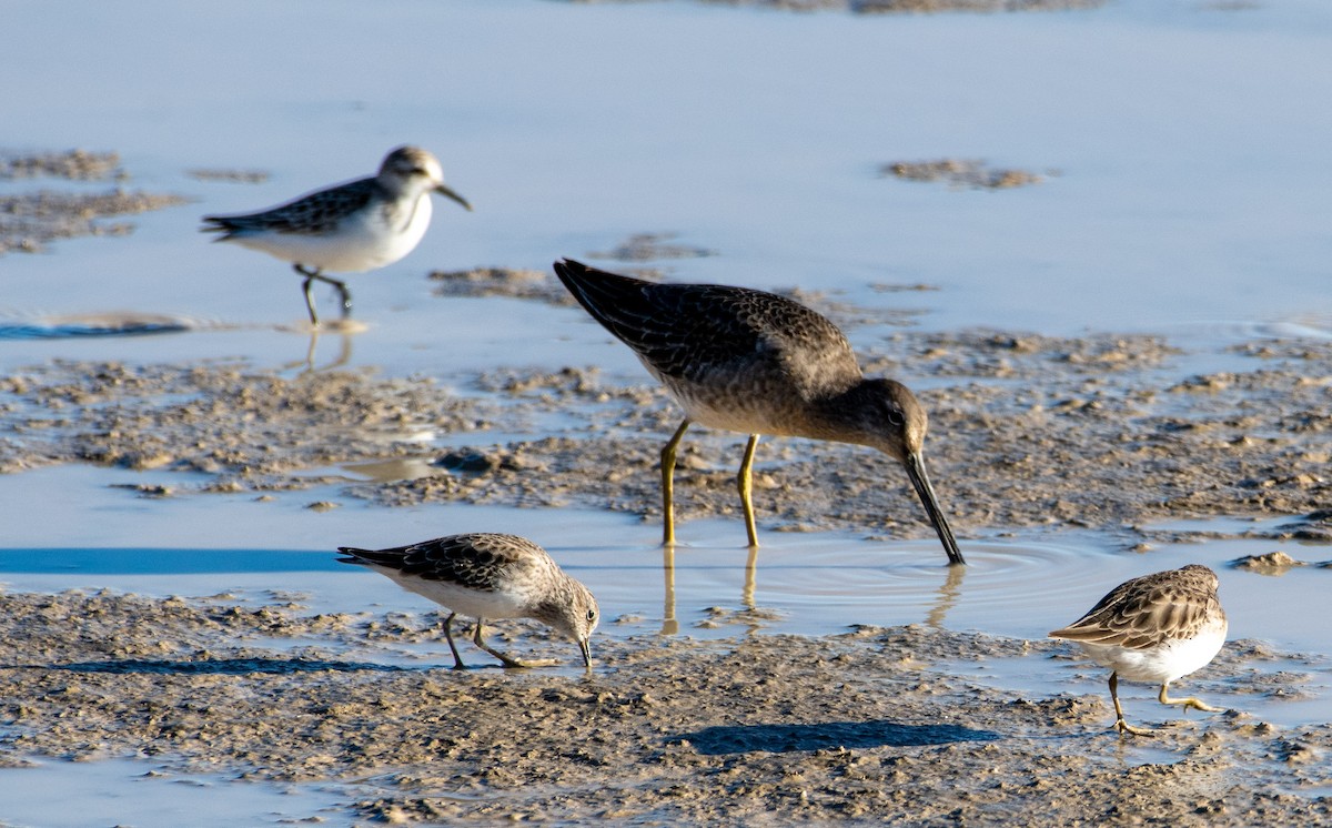 Long-billed Dowitcher - ML272605821