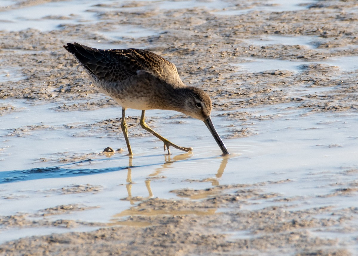 Long-billed Dowitcher - ML272606091