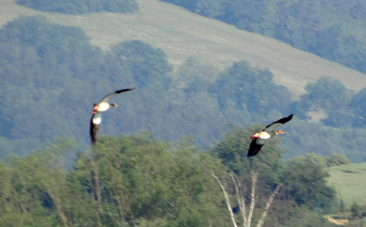 Egyptian Goose - Jan Richtr