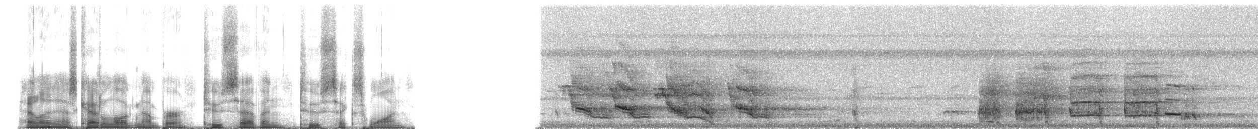 Mealy Amazon (Northern) - ML27261