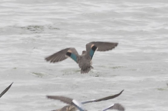 Green-winged Teal - ML272611851