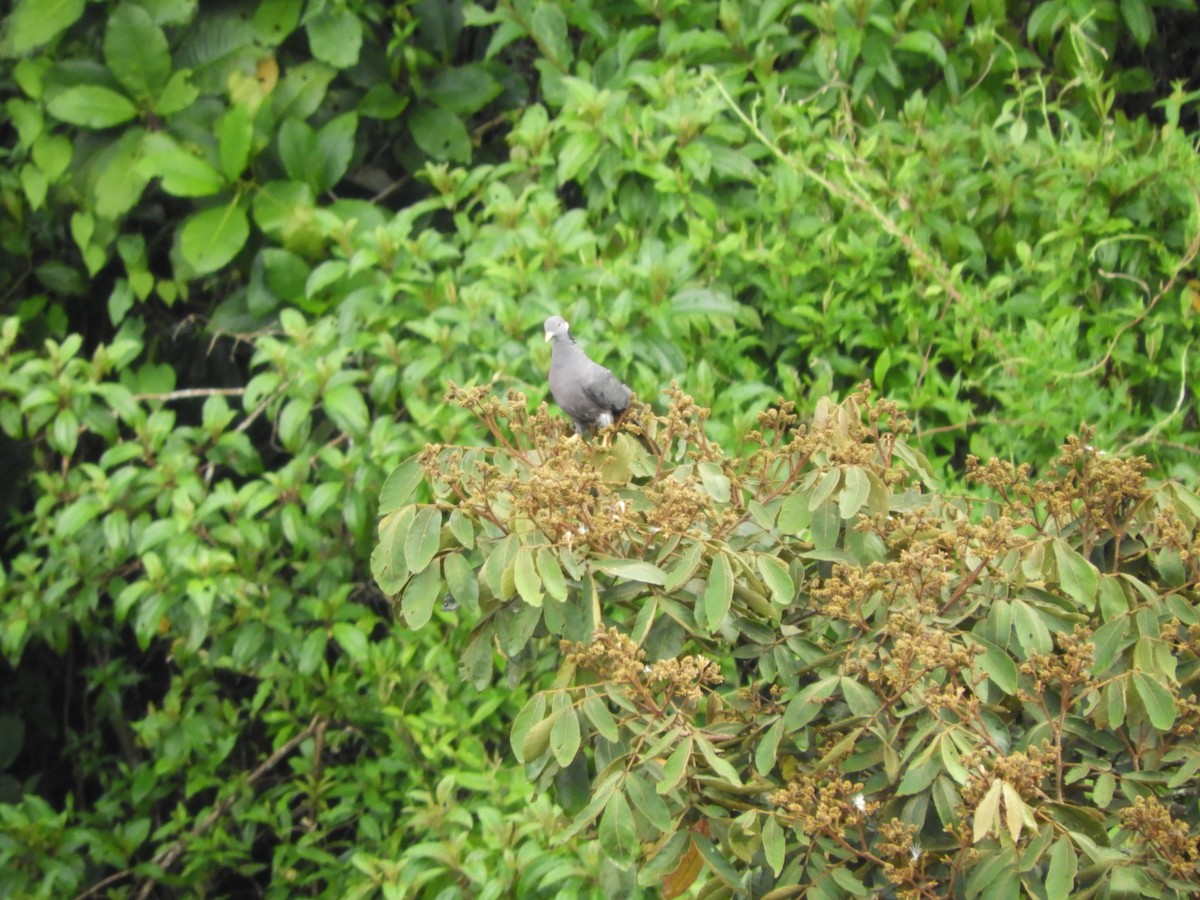 Pigeon à queue barrée (groupe albilinea) - ML272612161