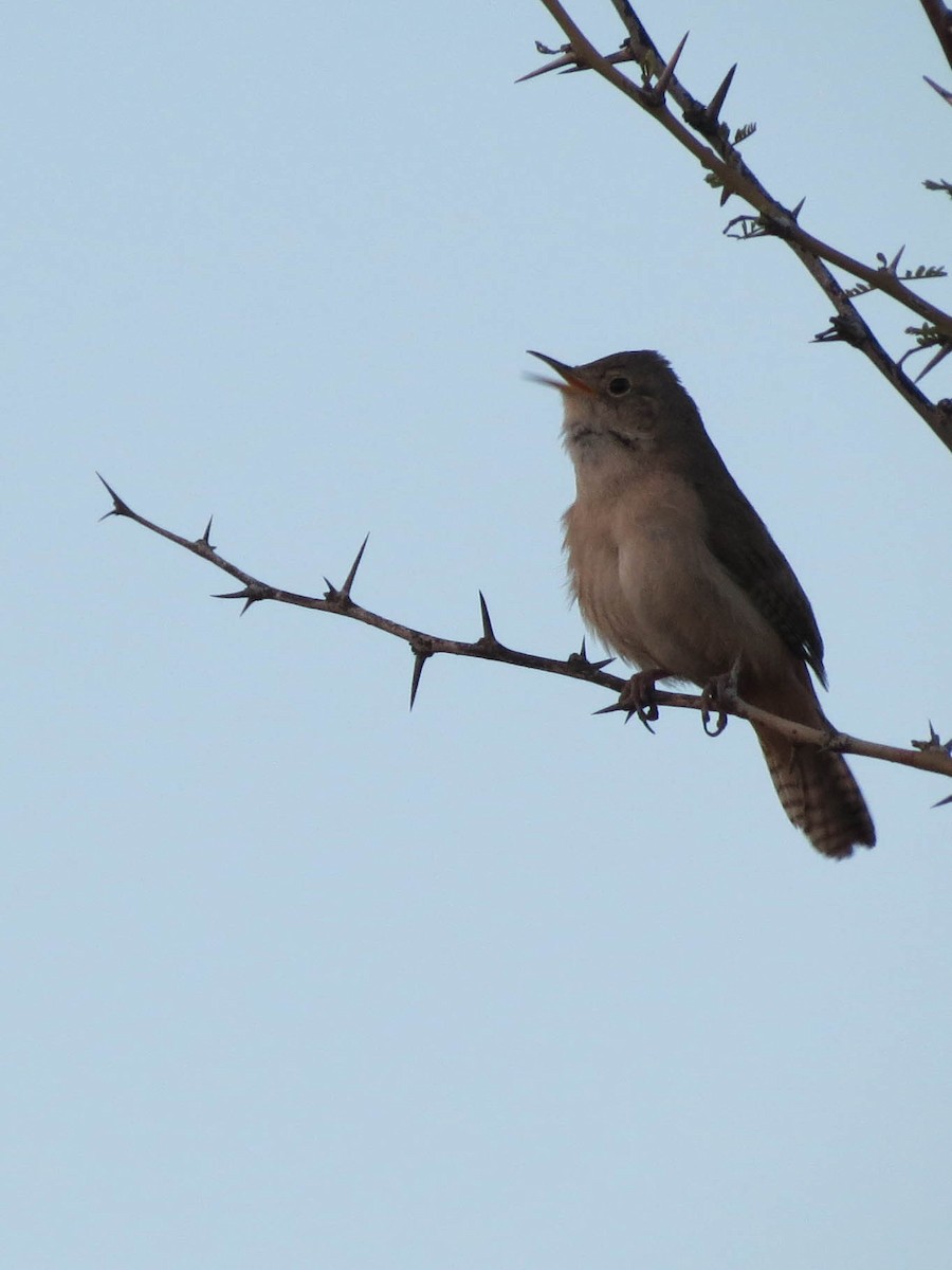 House Wren - Maria Fernanda Gauna