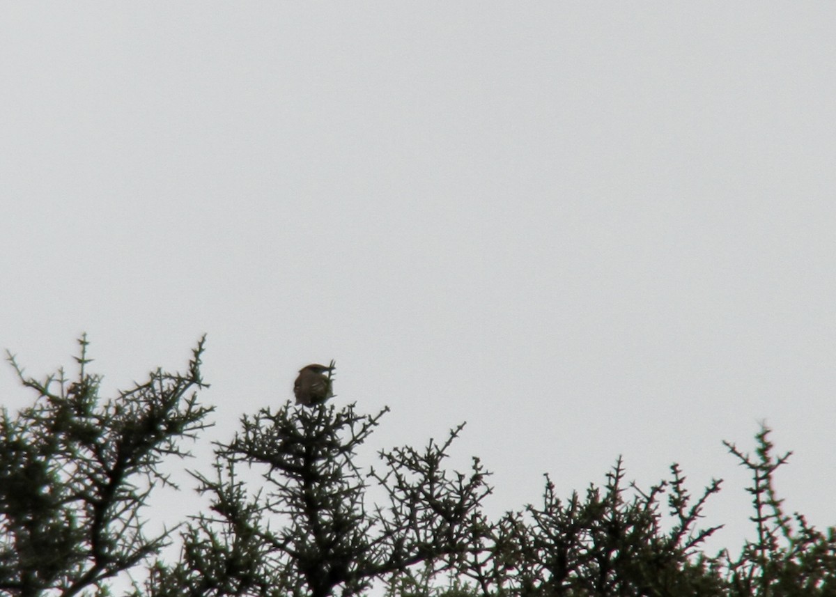 Gray-bellied Shrike-Tyrant - ML272613671