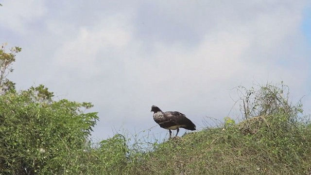 Horned Screamer - ML272613931