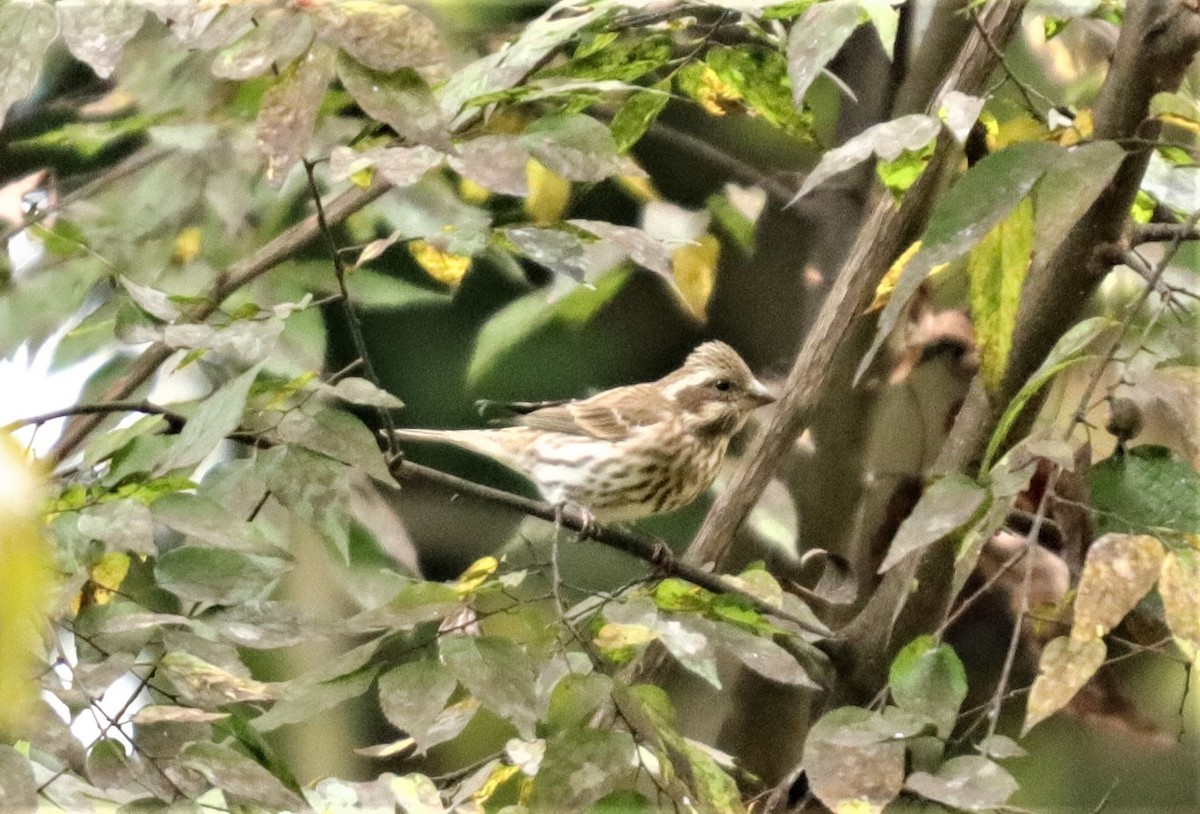 Purple Finch - ML272614101