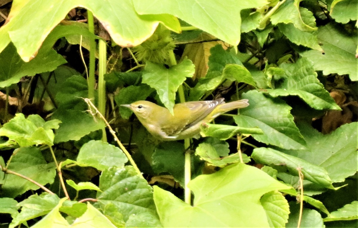 Tennessee Warbler - ML272614301