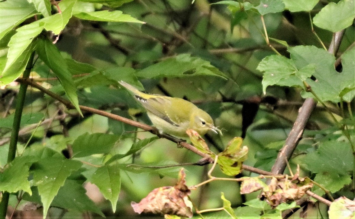 Tennessee Warbler - ML272614311