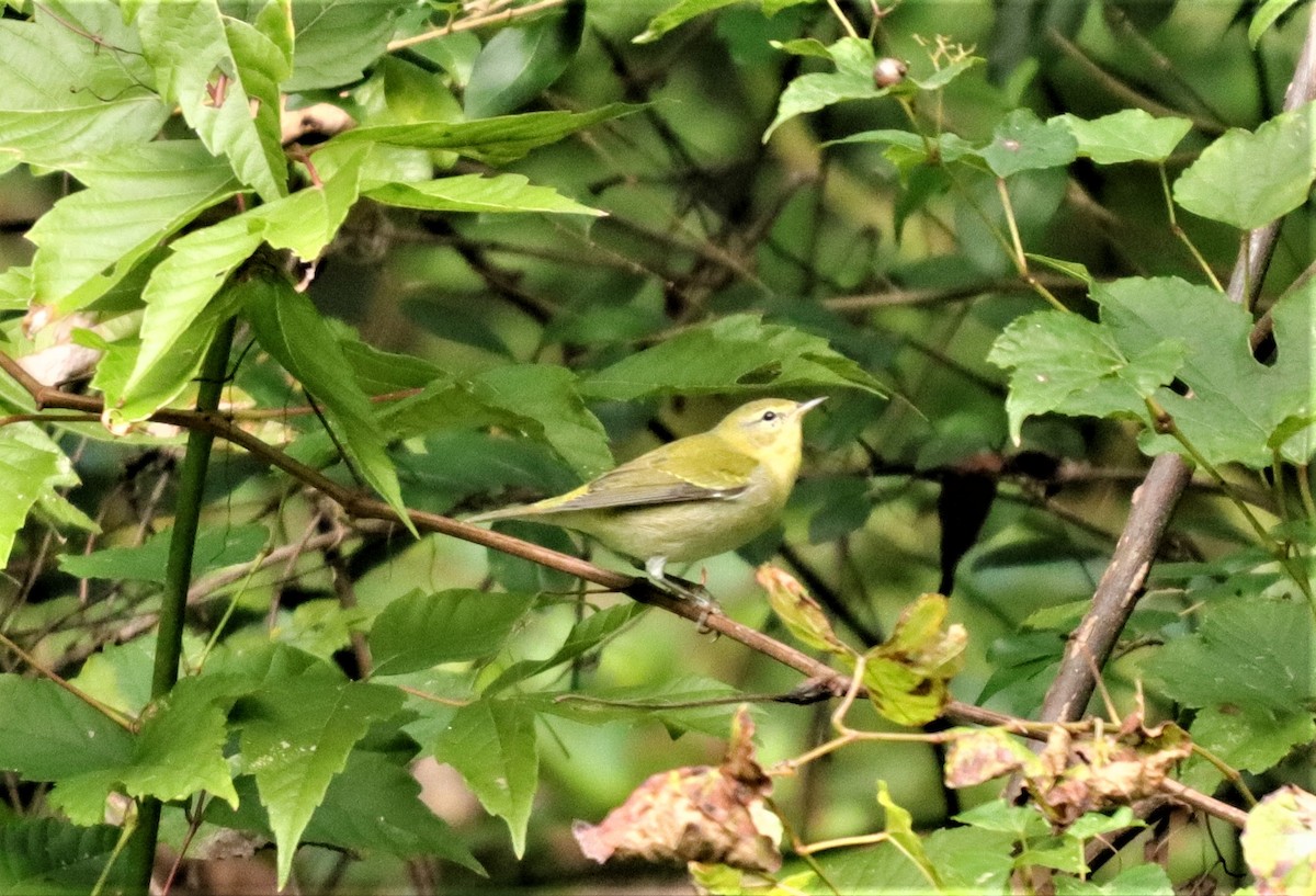 Tennessee Warbler - ML272614321