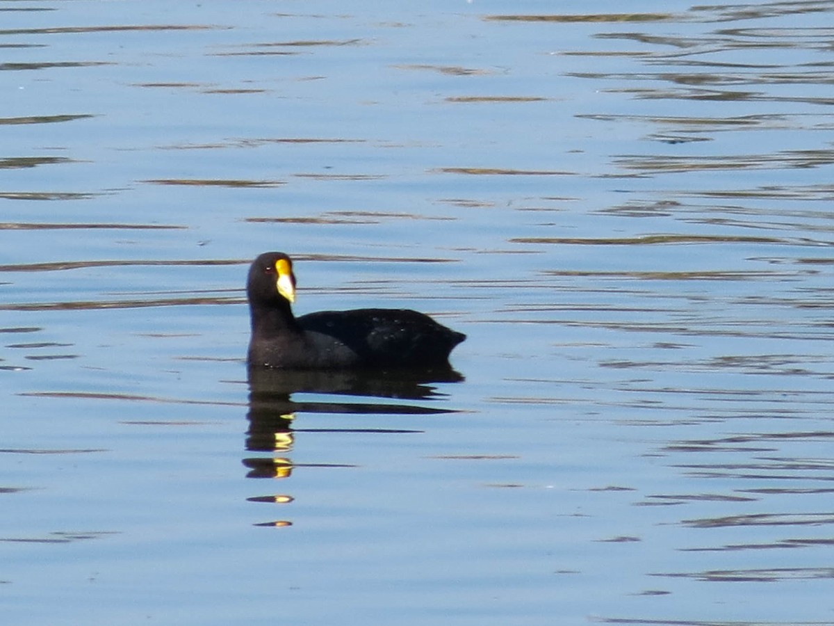 White-winged Coot - ML272614961