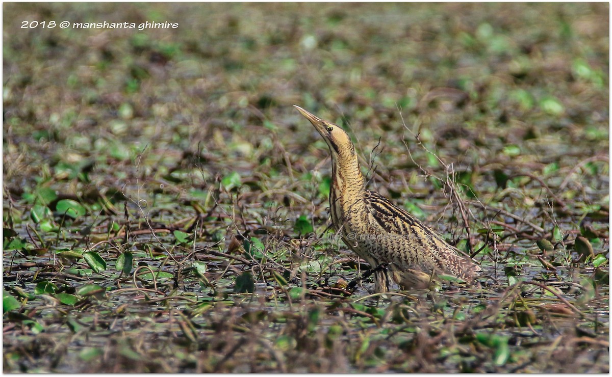 Great Bittern - ML272616351