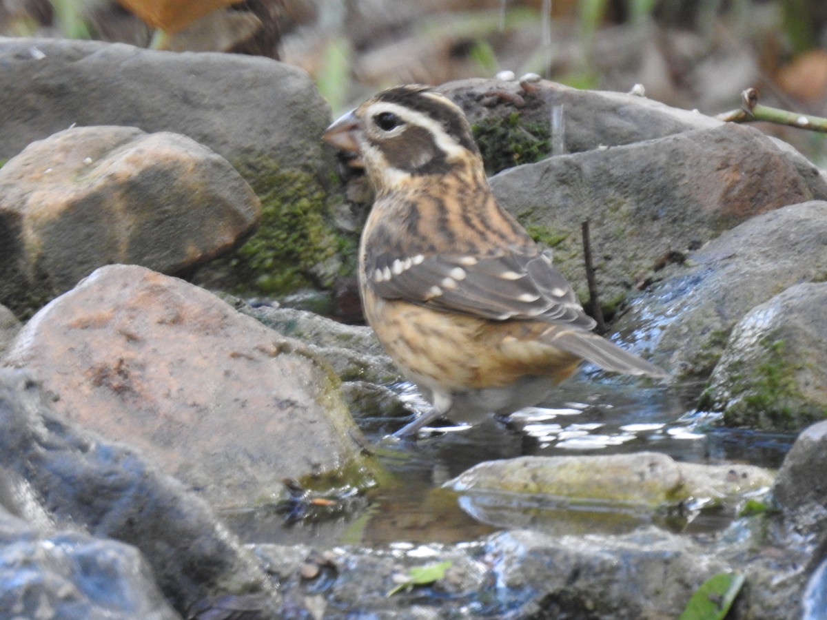 Picogrueso Pechirrosado - ML272616831