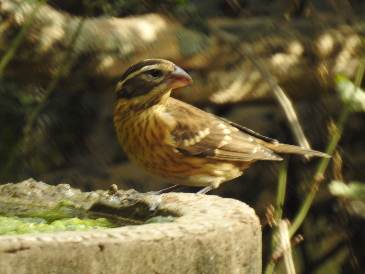 Picogrueso Pechirrosado - ML272616881