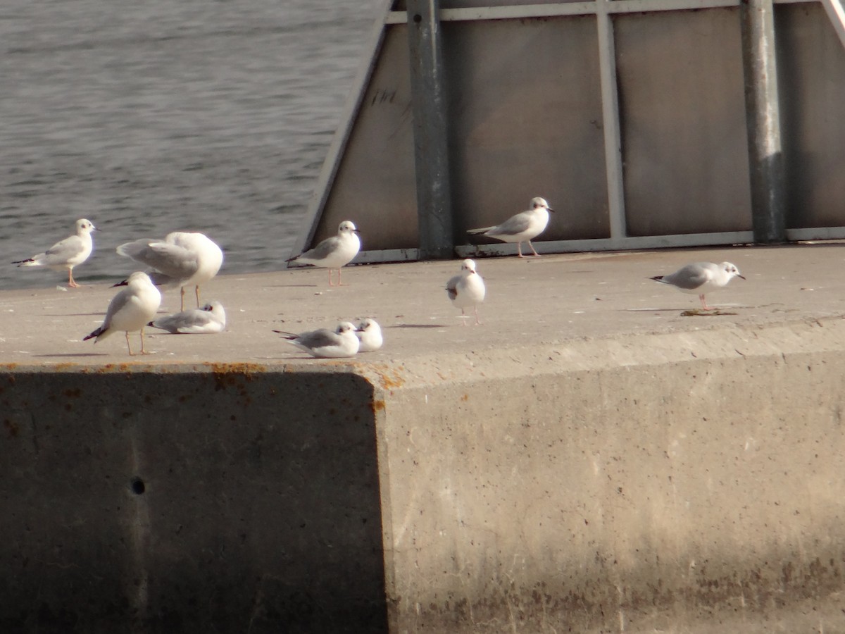 Mouette de Bonaparte - ML272616901