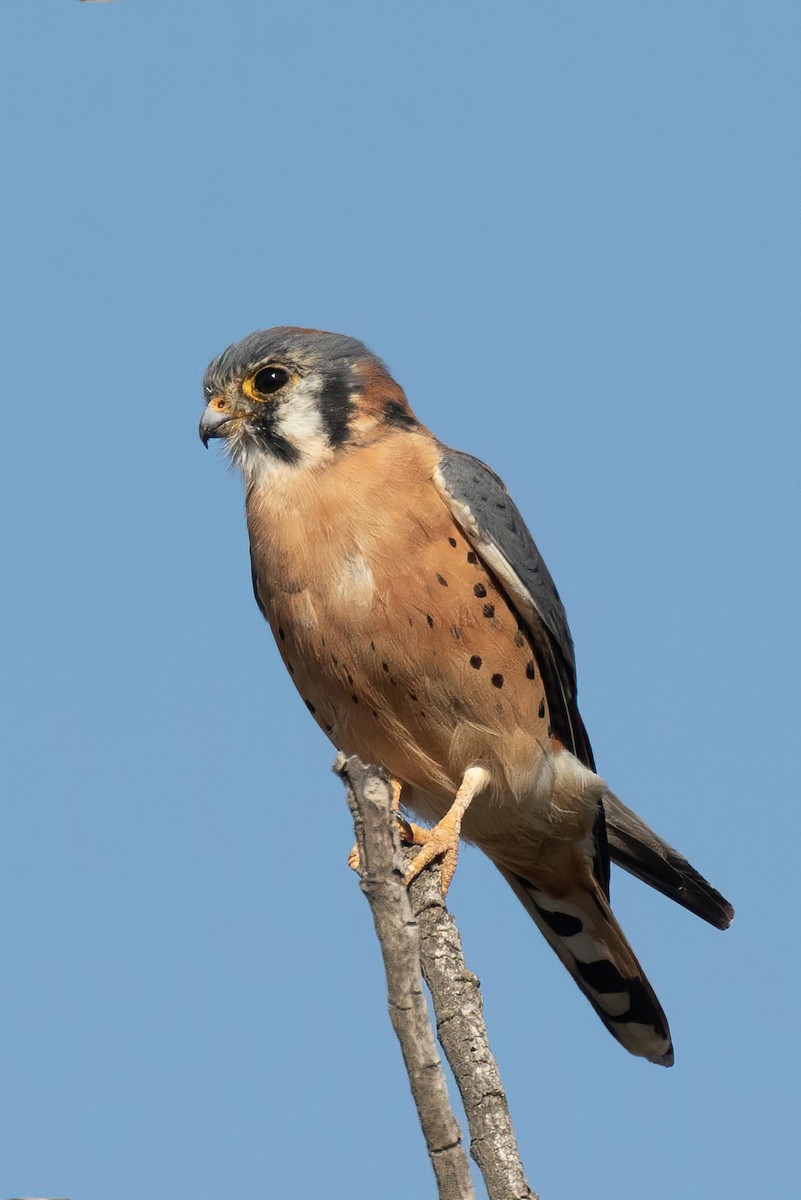 American Kestrel - ML272617111