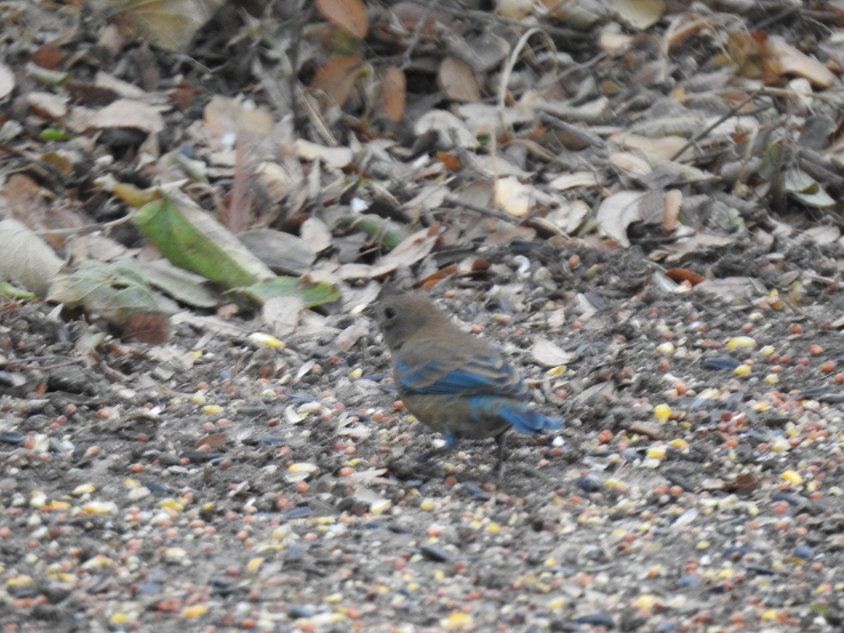 Azulillo Índigo - ML272617191