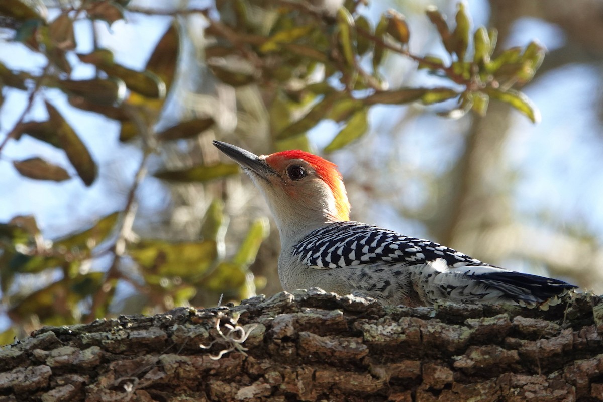 Red-bellied Woodpecker - ML272618451