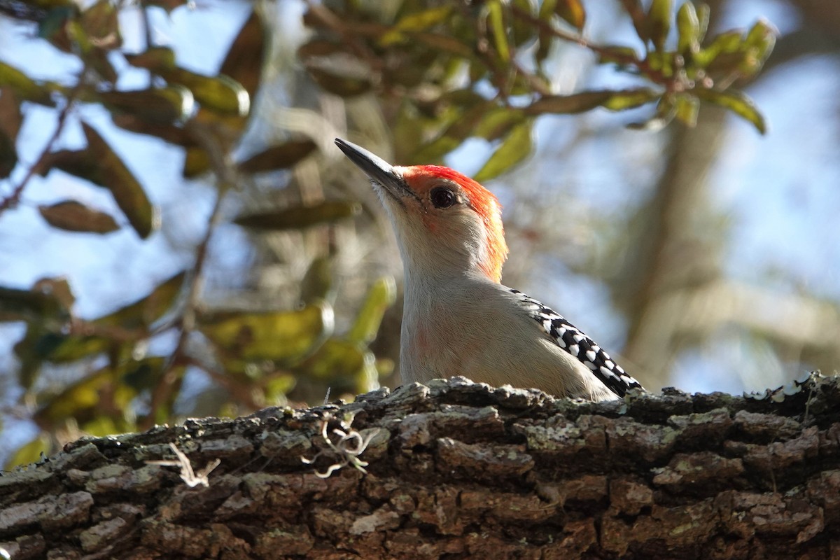 Red-bellied Woodpecker - ML272618471