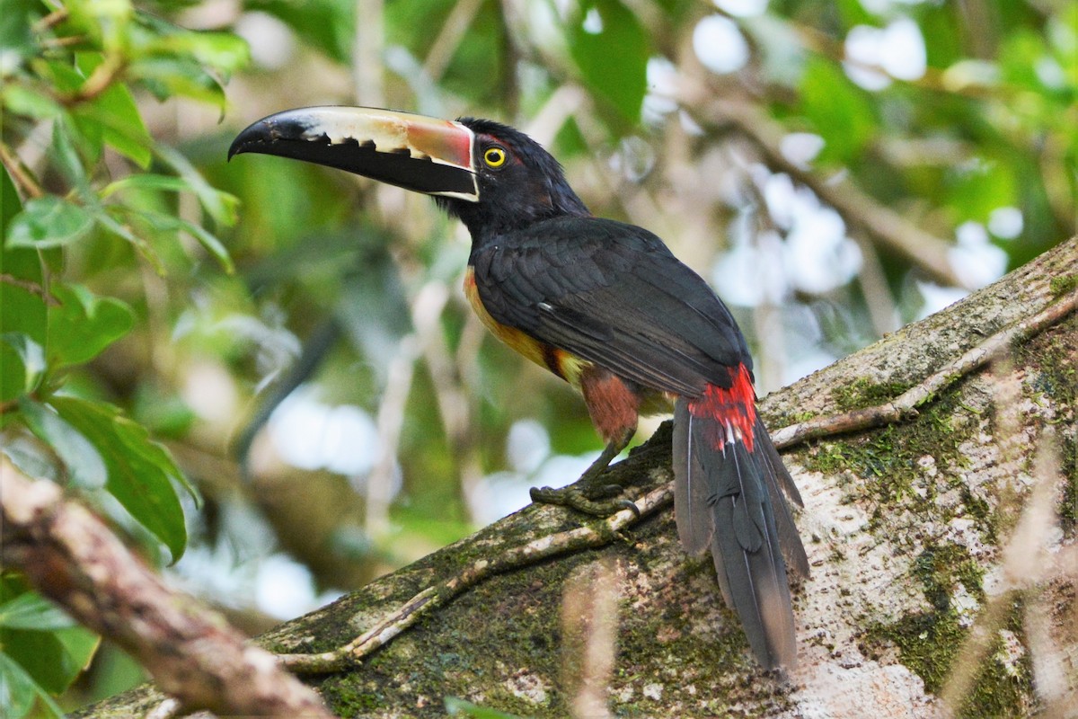 Collared Aracari - David Hollie