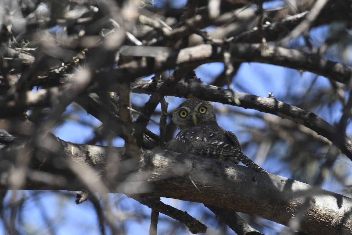 Pearl-spotted Owlet - ML272618801