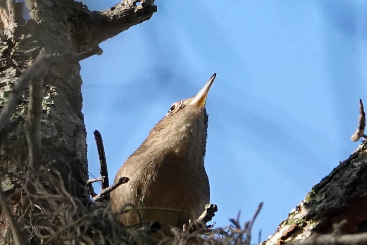 House Wren - ML272618821