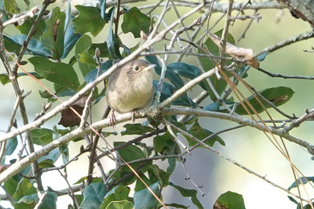 House Wren - ML272618831