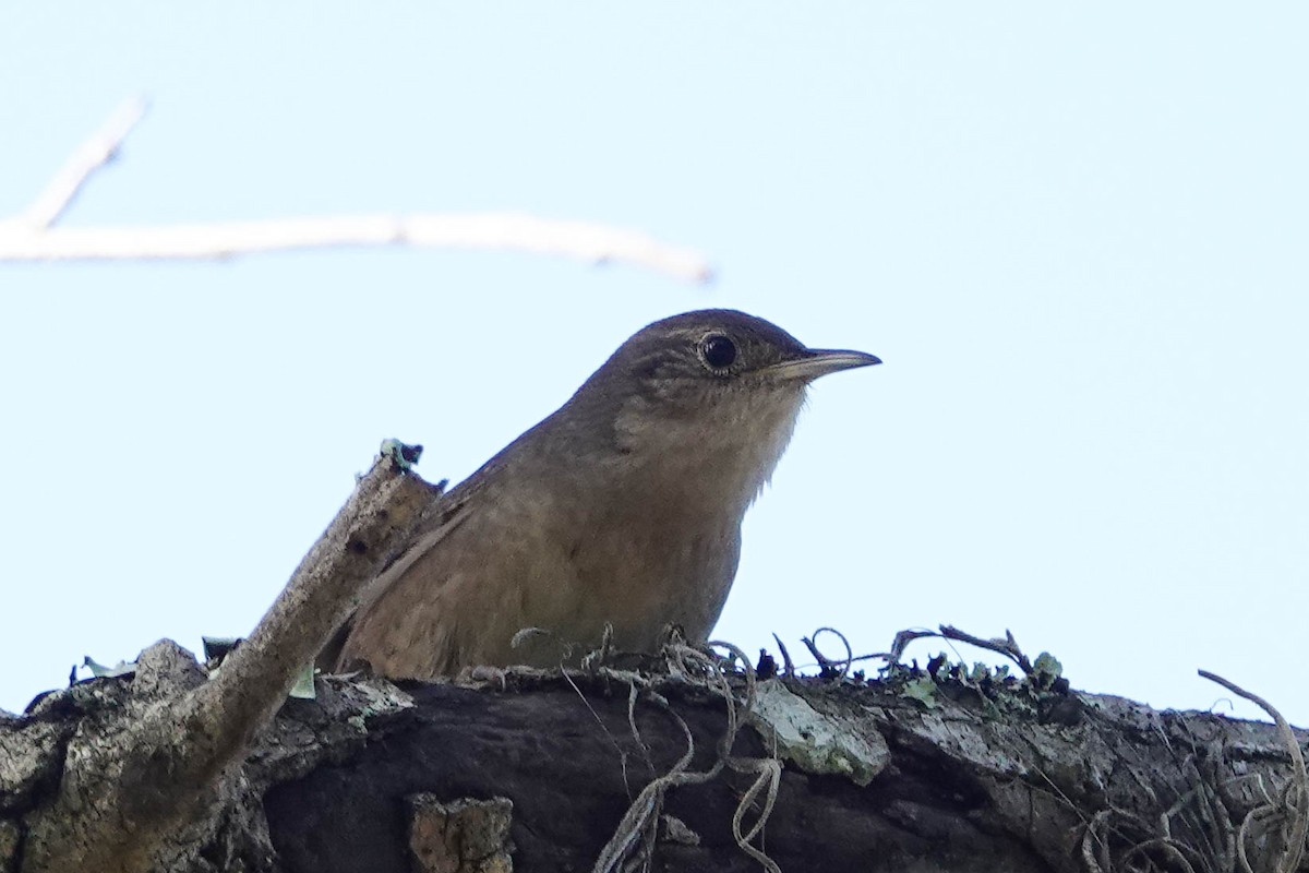 House Wren - ML272618841