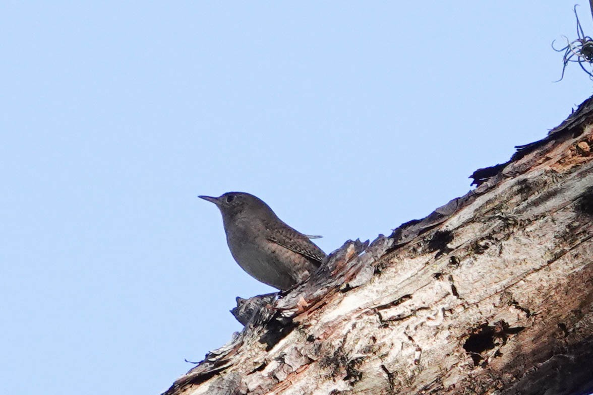 House Wren - Kathy Doddridge