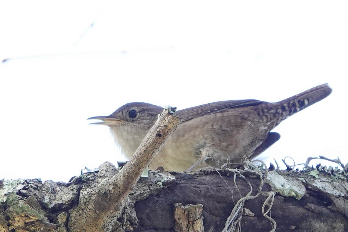 House Wren - ML272618861