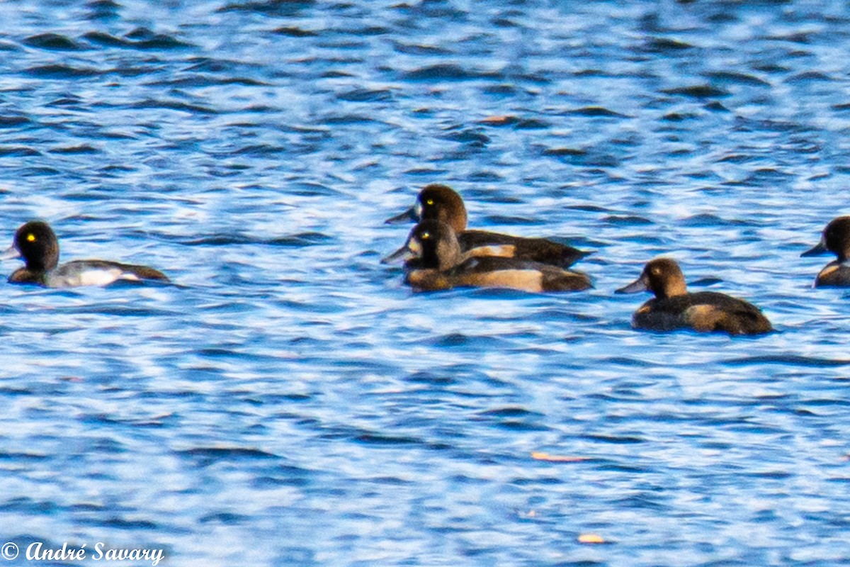 Greater Scaup - Andre Savary