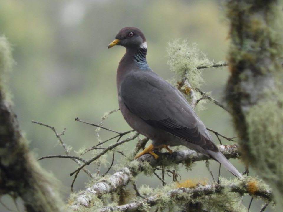 Pigeon à queue barrée (groupe albilinea) - ML272622831