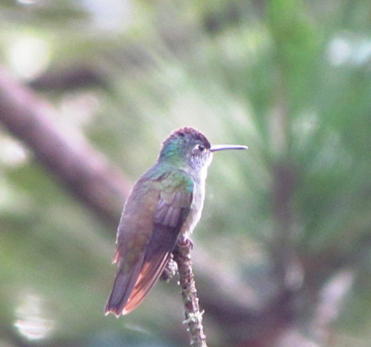Azure-crowned Hummingbird - Chico Muñoz