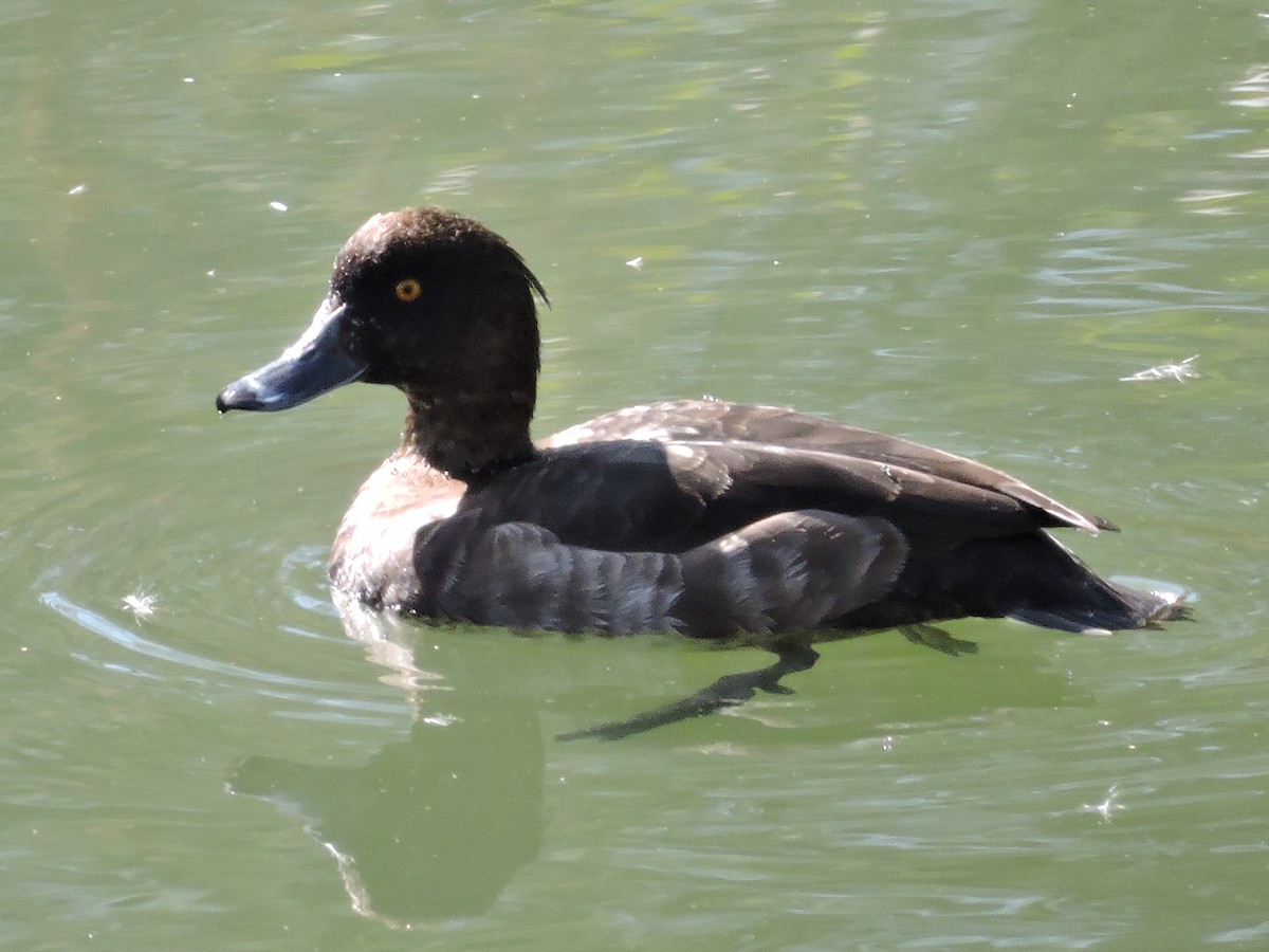 Tufted Duck - ML272624251