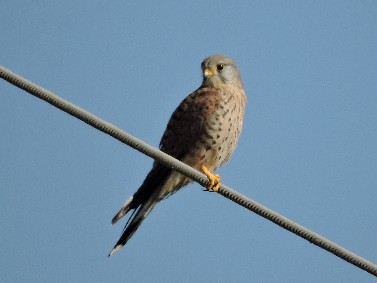 Eurasian Kestrel - ML272624521