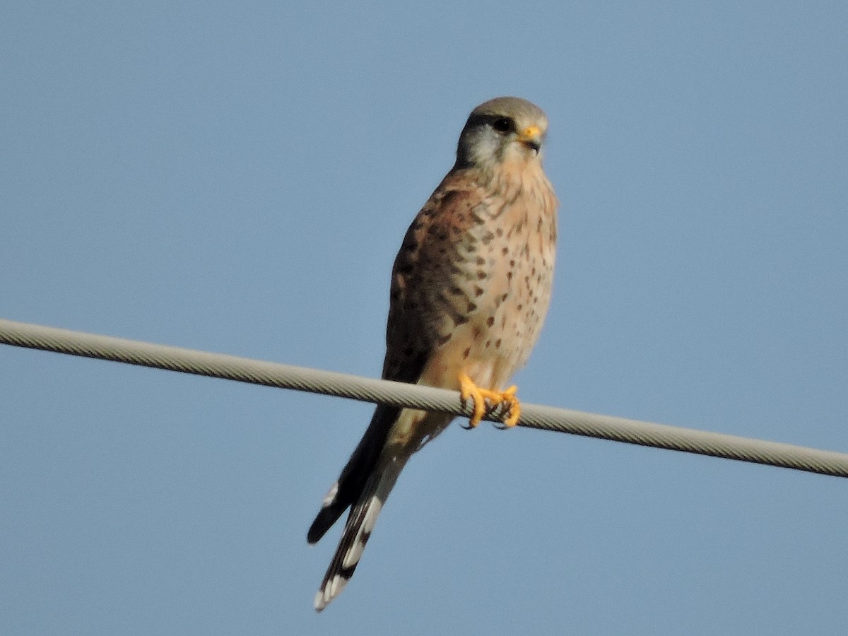 Eurasian Kestrel - ML272624561